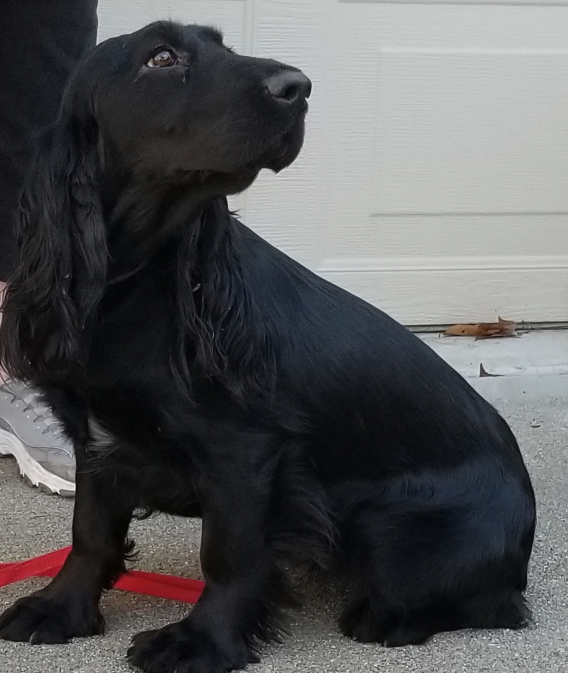 Black 2024 field spaniel